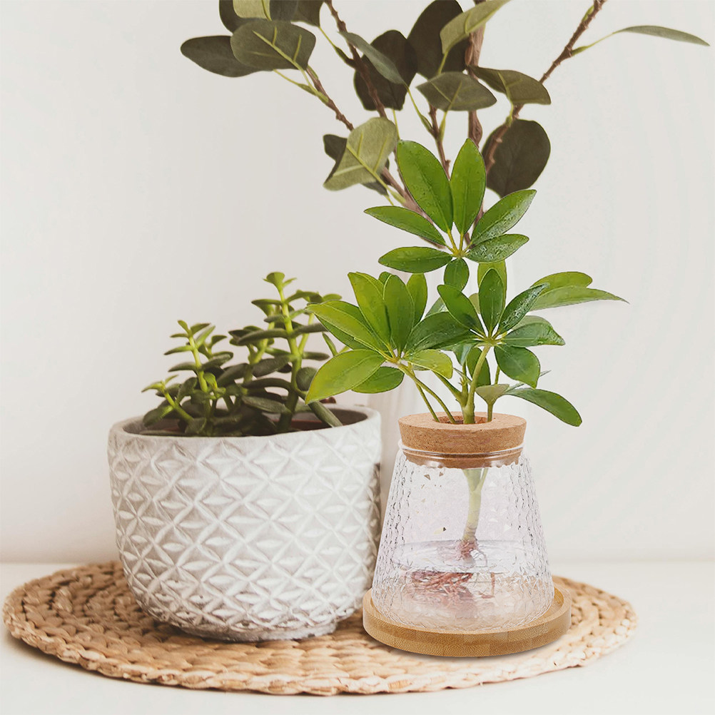 Propagation Station Vase - แจกันแก้วไฮโดรโปนิกส์ 2 ชิ้น พร้อมฝาไม้ ถาดใสสำหรับเพาะพันธุ์ต้นไม้ ตกแต่งโต๊ะทำงานในสำนักงาน