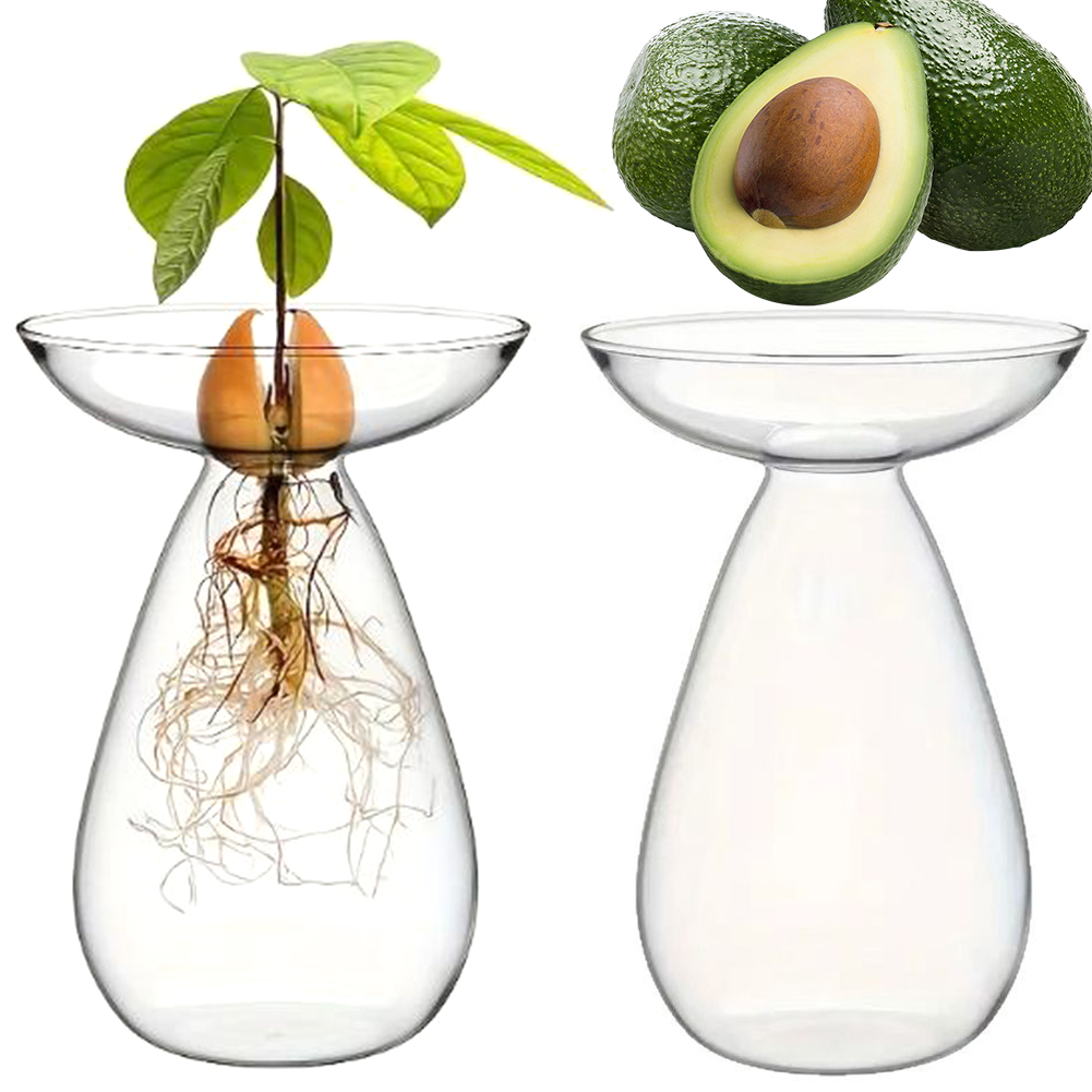 Propagation Station Vase - แจกันปลูกอะโวคาโดแบบไฮโดรโปนิกส์ แจกันแก้วใสสำหรับเพาะพันธุ์ต้นอะโวคาโด แจกันดอกไม้สำหรับคนรักการทำสวน