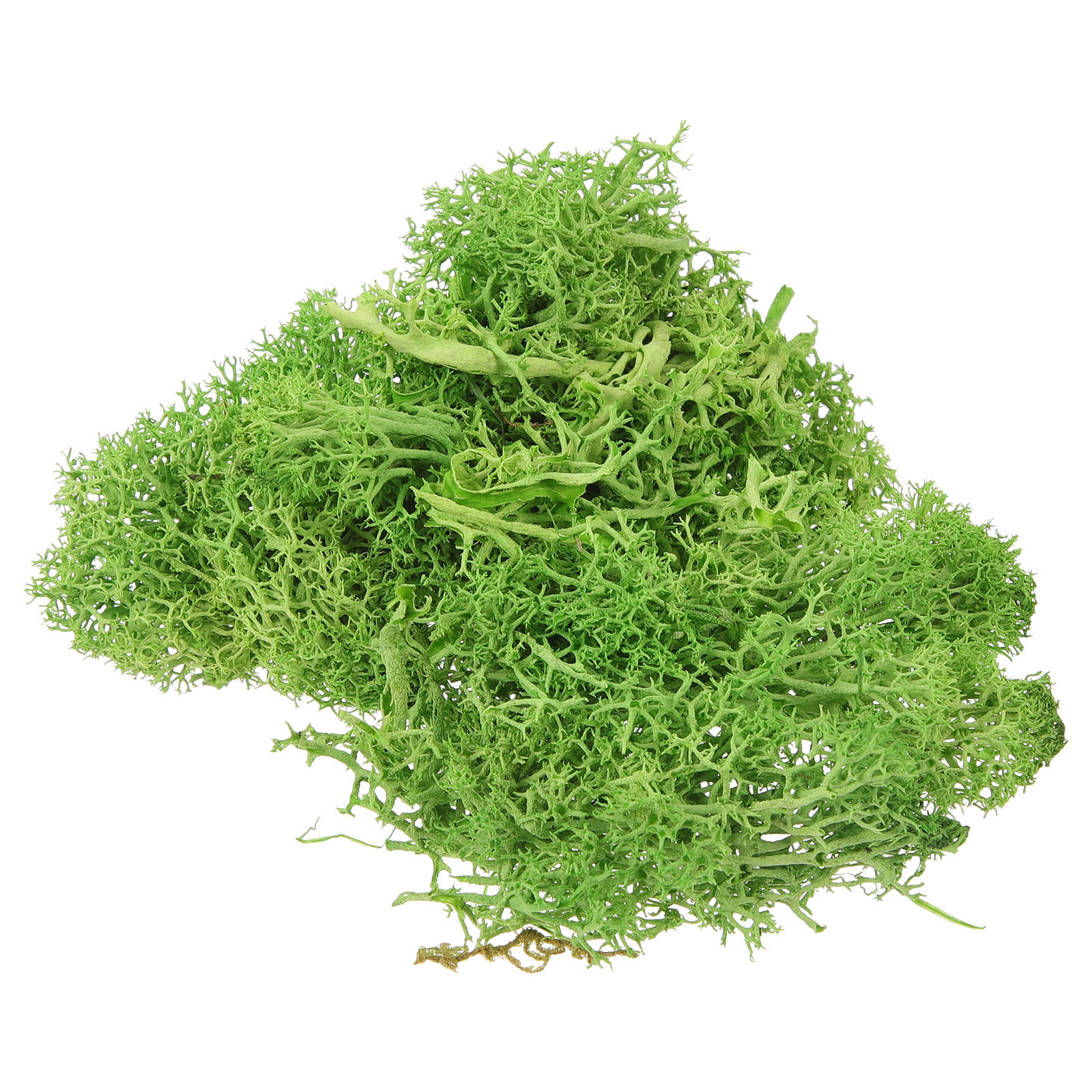 มอสส์สีน้ำตาลสำหรับตกแต่งภูมิท - Sphagnum Moss Dry บทวิจารณ์และราคา