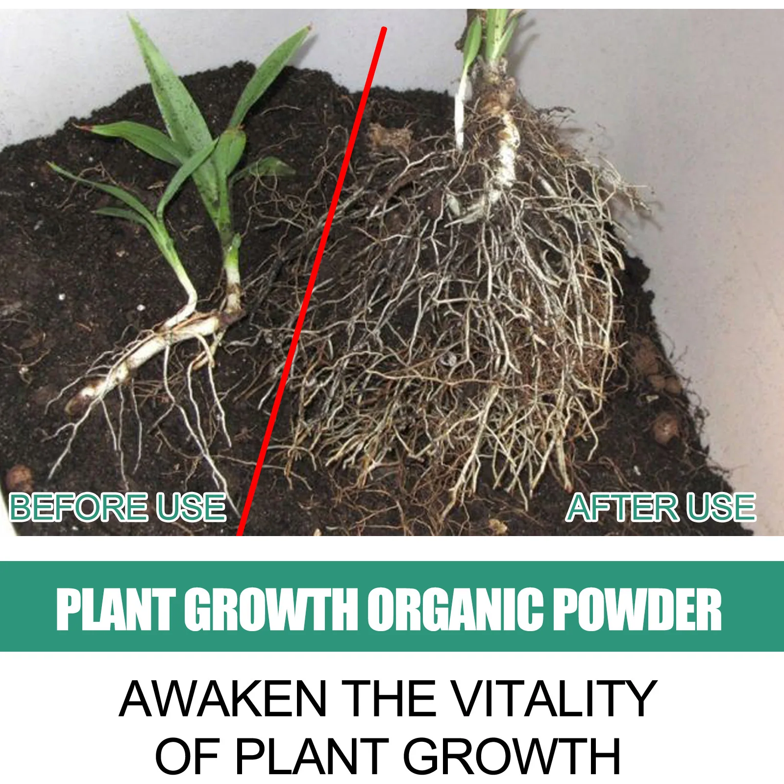 Fast Rooting Powder การปรับปรุ - Rooting Hormone Powder บทวิจารณ์และราคา