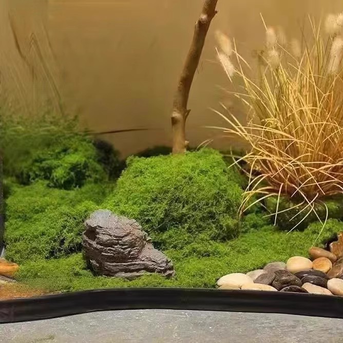 มอสอมตะ 200 กรัม สำหรับงาน DIY - Sphagnum Moss Dry บทวิจารณ์และราคา