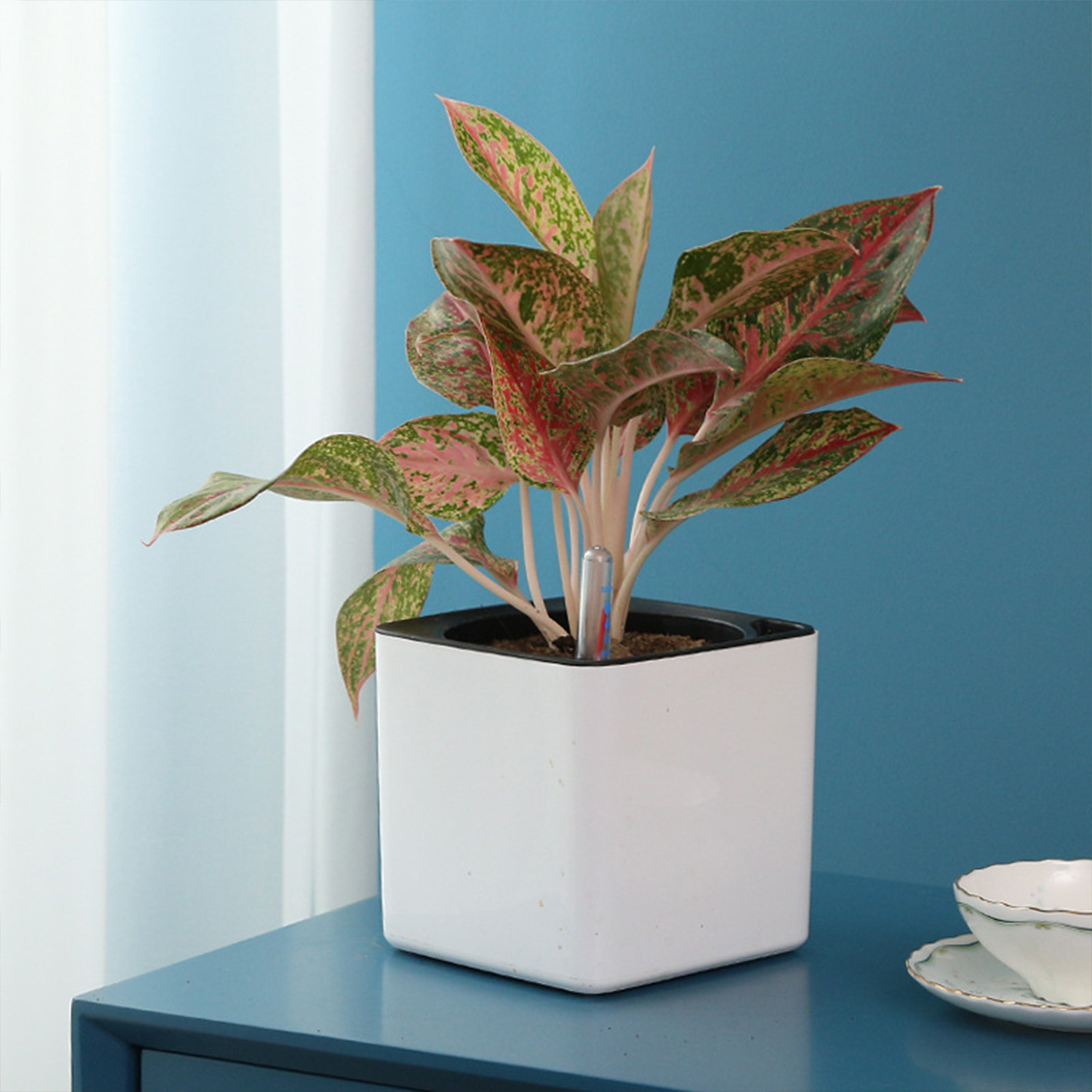 3 ขนาดขี้เกียจกระถางดอกไม้พืชส - Self Watering Insert บทวิจารณ์และราคา