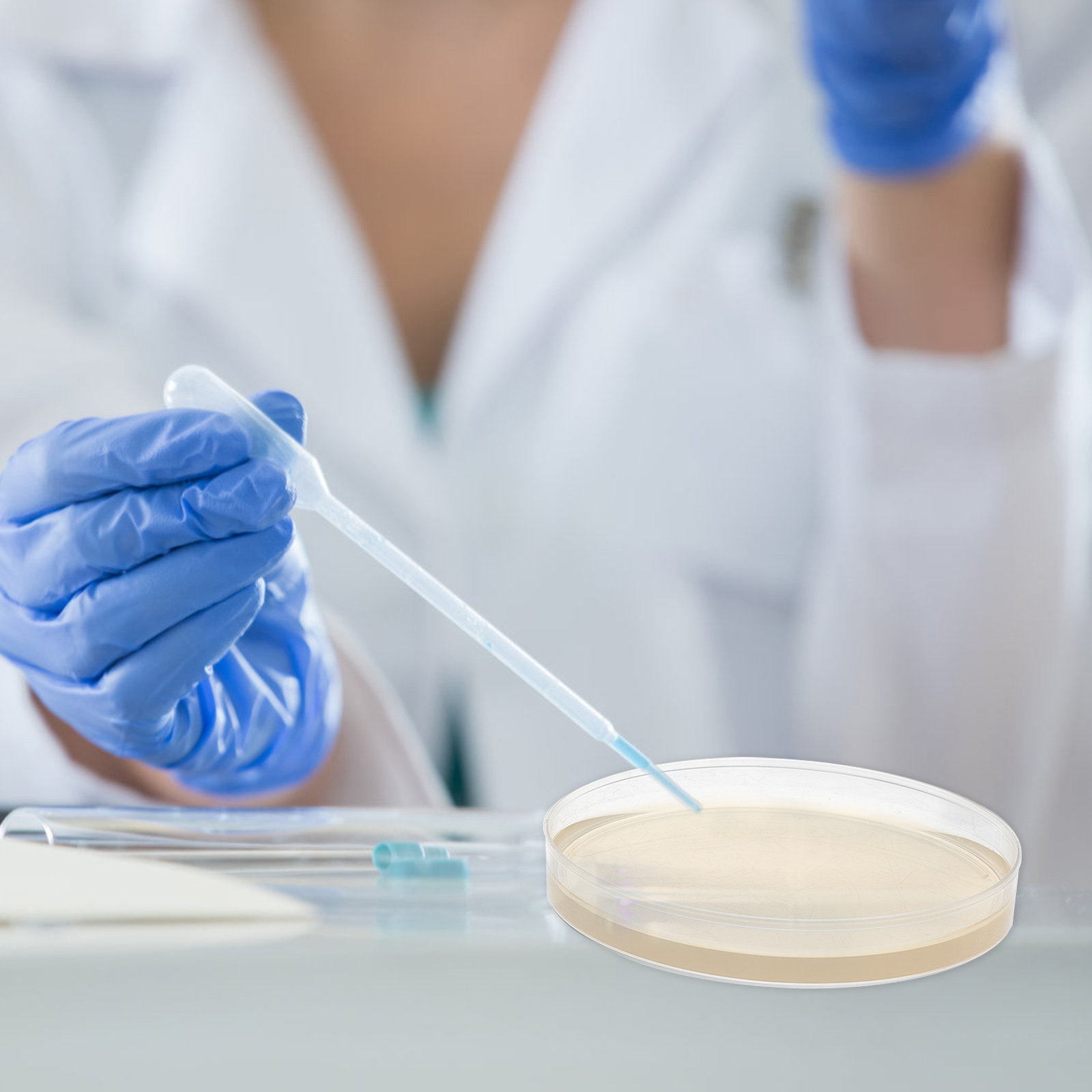 แผ่นเพาะเชื้ออะการ์พร้อมสารอาห - Agar Tissue Culture บทวิจารณ์และราคา