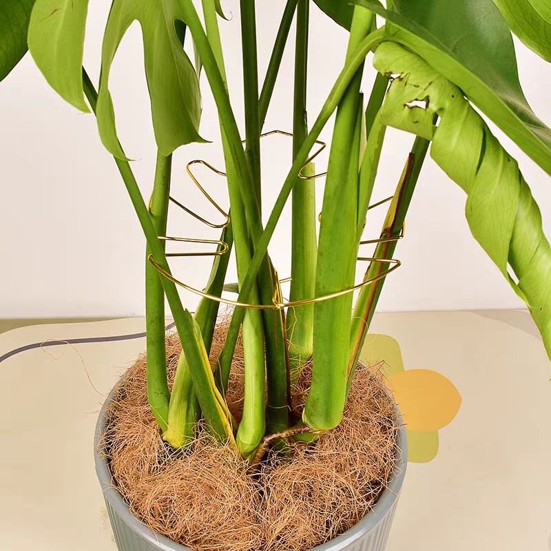 ขายึดต้นไม้ รูปทรงมอนสเตอร่า เ - Sphagnum Moss Dry บทวิจารณ์และราคา