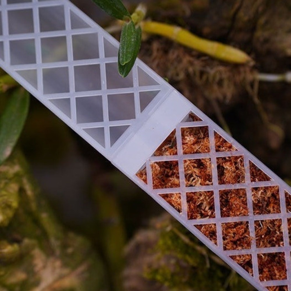 แท่งปลูกต้นไม้รูปตัว D แบบรดน้ - Sphagnum Moss Dry บทวิจารณ์และราคา