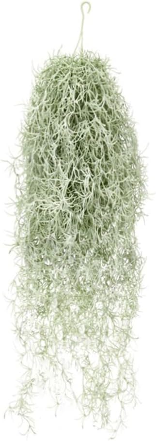 ประดิษฐ์ Flocking Tillandsia A - Sphagnum Moss Dry บทวิจารณ์และราคา
