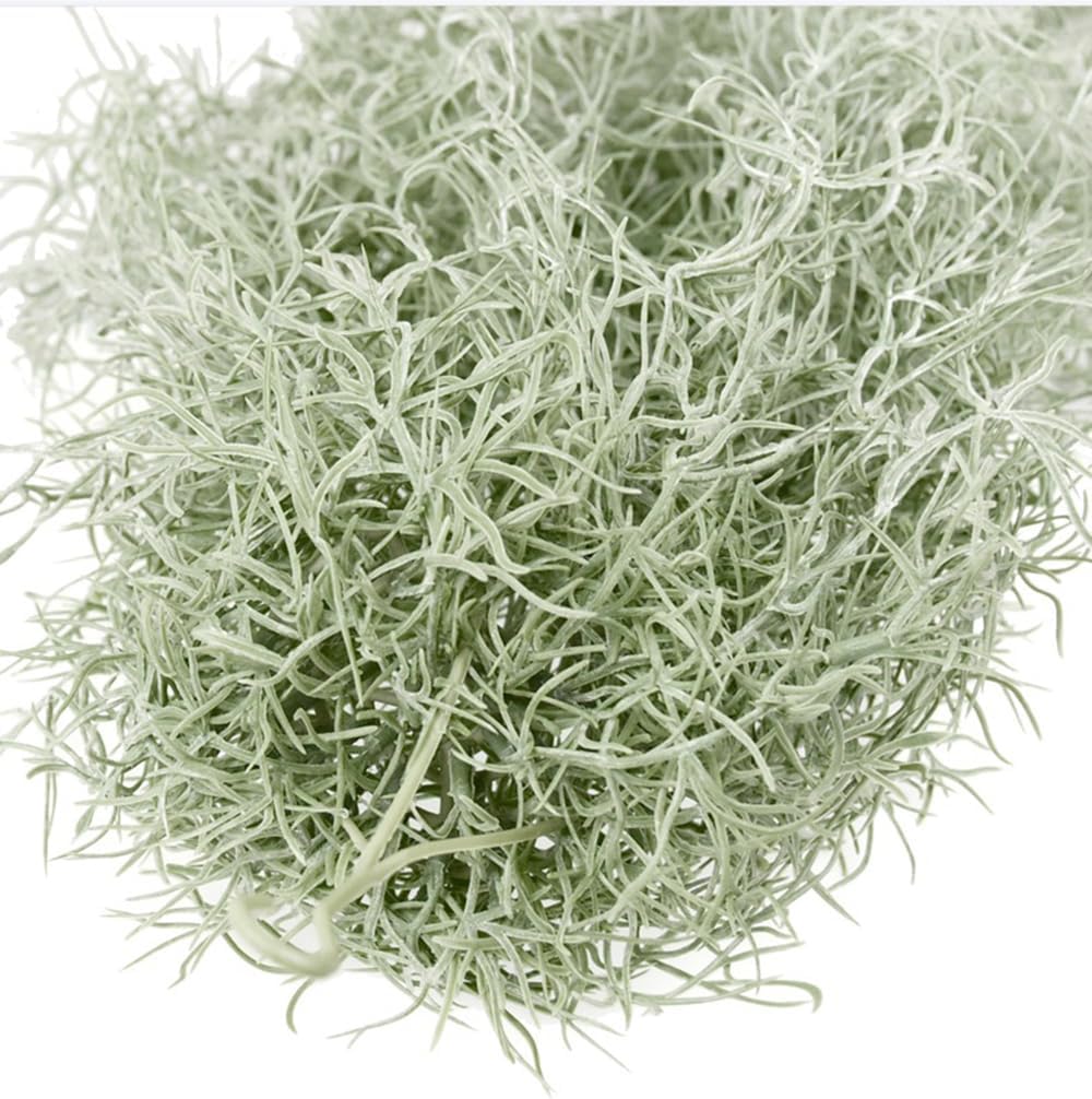 ประดิษฐ์ Flocking Tillandsia A - Sphagnum Moss Dry บทวิจารณ์และราคา