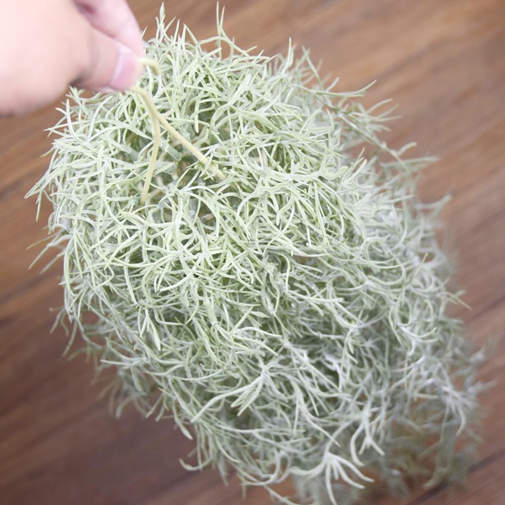 ประดิษฐ์ Flocking Tillandsia A - Sphagnum Moss Dry บทวิจารณ์และราคา