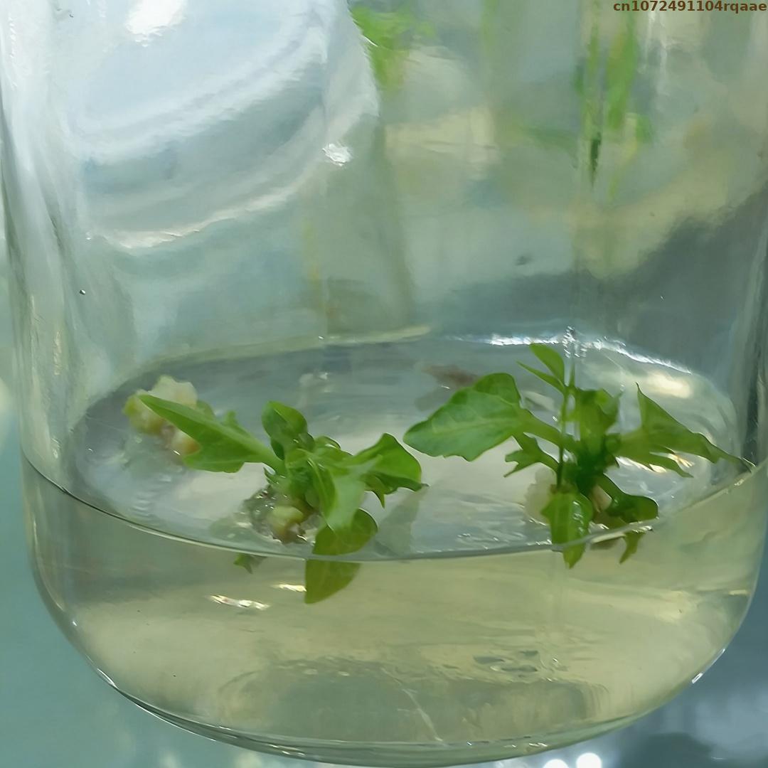 ผงอะการ์เพาะเลี้ยงเนื้อเยื่อพื - Agar Tissue Culture บทวิจารณ์และราคา