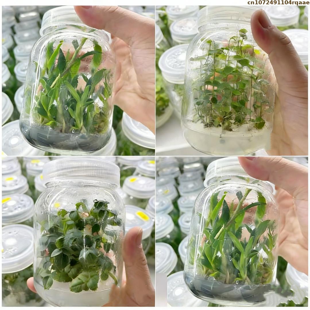 ผงอะการ์เพาะเลี้ยงเนื้อเยื่อพื - Agar Tissue Culture บทวิจารณ์และราคา