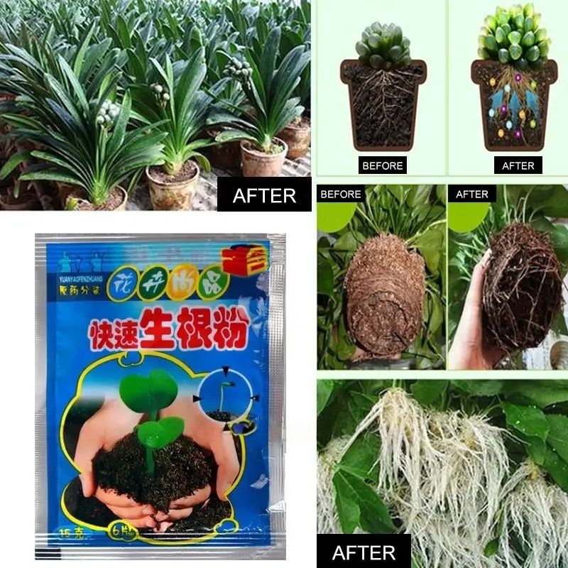 ผงเร่งราก 5 ชิ้น สารเร่งรากสำห - Rooting Hormone Powder บทวิจารณ์และราคา