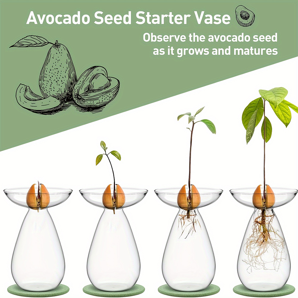 แจกันปลูกอะโวคาโดแบบไฮโดรโปนิก - Propagation Station Vase บทวิจารณ์และราคา