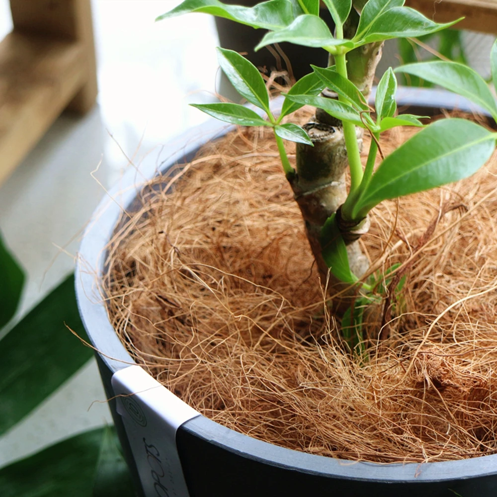 ที่คลุมกระถางต้นไม้ทำจากใยมะพร - Sphagnum Moss Dry บทวิจารณ์และราคา