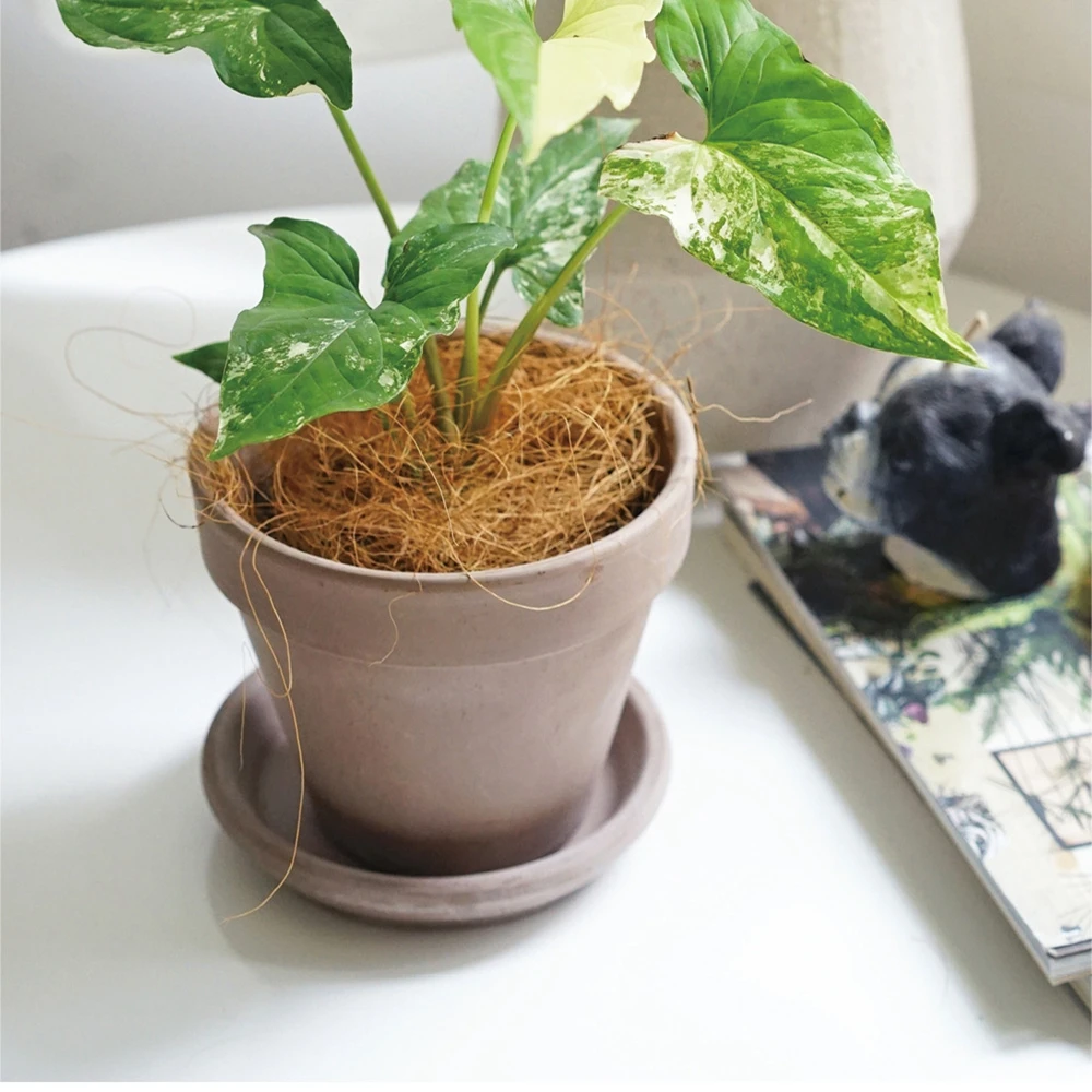 ที่คลุมกระถางต้นไม้ทำจากใยมะพร - Sphagnum Moss Dry บทวิจารณ์และราคา