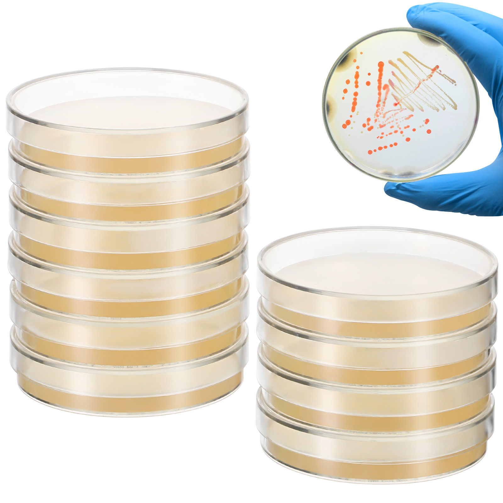 จานเพาะเชื้อวุ้นพร้อมสารอาหาร  - Agar Tissue Culture บทวิจารณ์และราคา